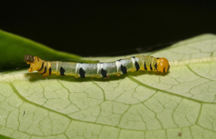 Figura 9. Larva <i>Thysanopyga</i></i> biolep05 (Geometridae), color verde con machas negras en los laterales, posición lateral, último estadio, mide 16 mm aproximadamente. Planta hospedera <i>Margaritaria nobilis</i></i> (Arecaceae). Voucher: 11-SRNP-44103- DHJ488911.jpg.