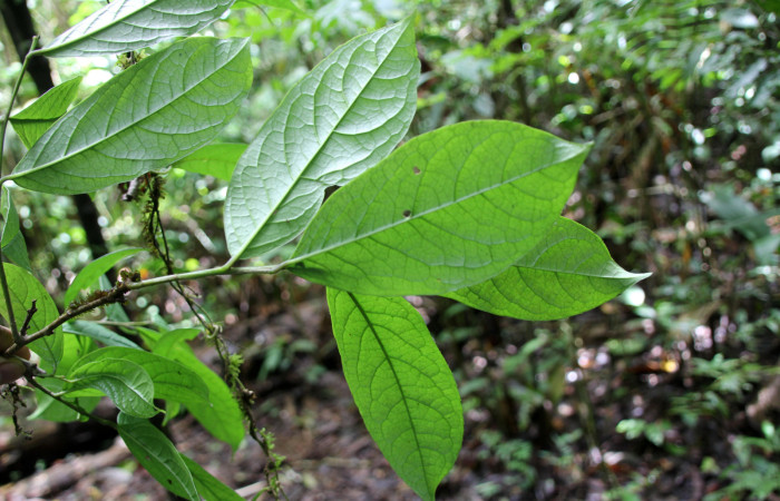 Figura 18. <i>Planta Ilex skutchii</i></i> (Aquifoliaceae), parte enfocada envés de las hojas. Foto tomada Jose pérez 6Agosto2023.