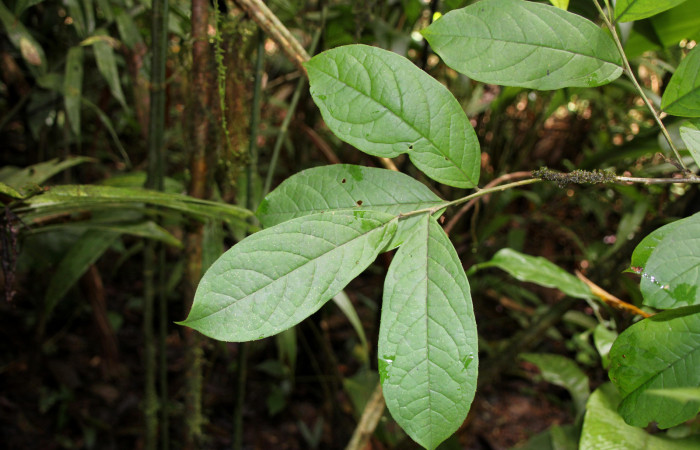 Figura 19. <i>Planta Ilex skutchii</i></i> (Aquifoliaceae), parte enfocada haz de las hojas. Foto tomada Jose pérez 6Agosto2023.