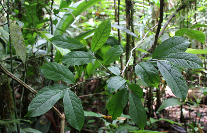 Figura 20. <i>Planta Ilex skutchii</i></i> (Aquifoliaceae), parte enfocada haz de la rama. Foto tomada Jose pérez 6Agosto2023.
