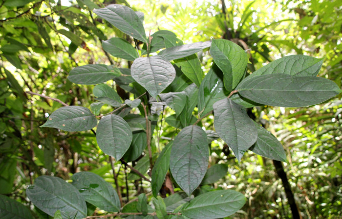 Figura 21. <i>Planta Ilex skutchii</i></i> (Aquifoliaceae), parte enfocada haz de la rama. Foto tomada Jose pérez 6Agosto2023.