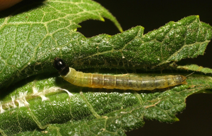 Figura 2. <i>Dichomeris</i></i> Janzen08 (Gelechiidae), larva en último estadio, posición dorsal , Estación Caribe. Voucher 06-SRNP-43102-DHJ417178.jpg