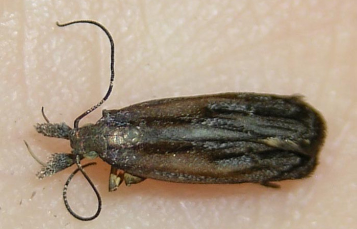 Figura 7. Adulto <i>Dichomeris</i></i> Janzen08 (Gelechiidae). Voucher 09-SRNP-2106-DHJ511422.jpg.