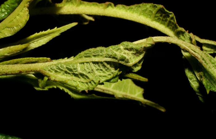 Figura 5. Casita de <i>Dichomeris</i></i> Janzen08 (Gelechiidae), en su planta hospedera Neurolaena lobata (Asteraceae). Voucher 09-SRNP-32227-DHJ458979.jpg.