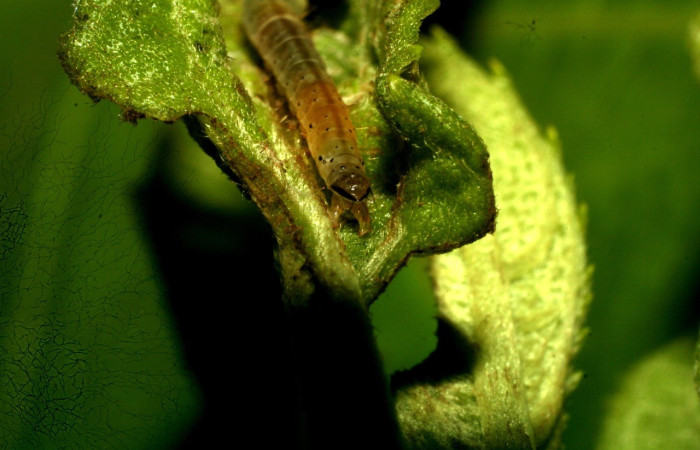 Figura 4. <i>Dichomeris</i></i> Janzen08 (Gelechiidae), larva en penúltimo estadio, posición trasera, Estación Pitilla. Voucher 09-SRNP-32227-DHJ458986.jpg.