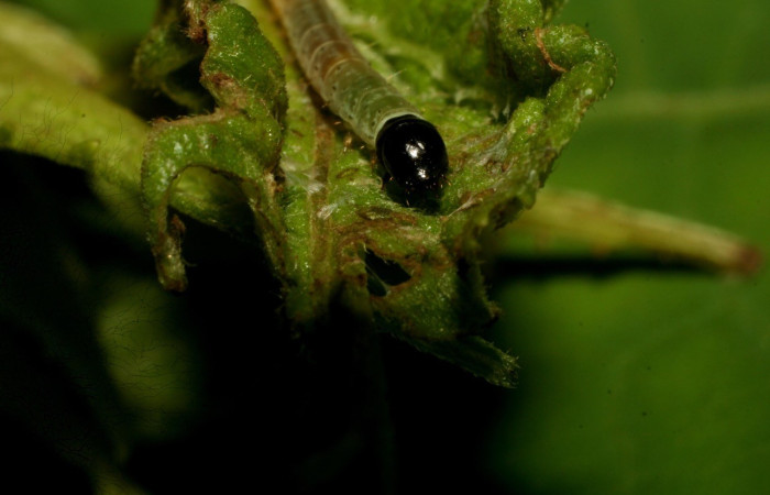 Figura 3. <i>Dichomeris</i></i> Janzen08 (Gelechiidae), larva en penúltimo estadio, posición frontal, Estación Pitilla. Voucher 09-SRNP-32227-DHJ458987.jpg.