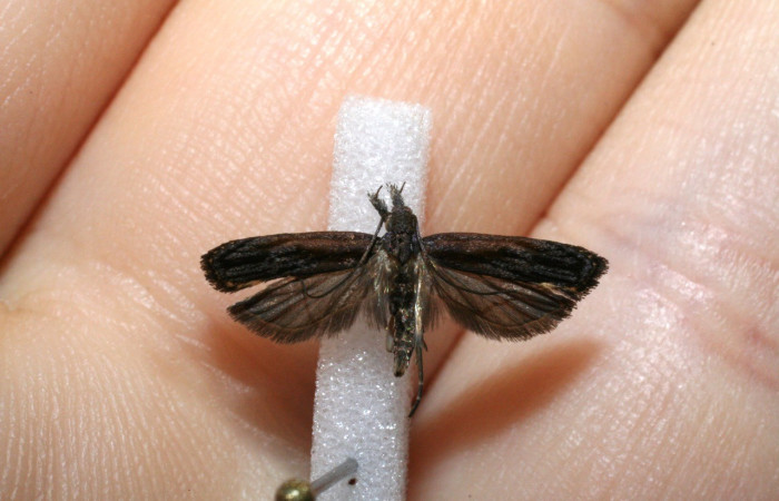 Figura 6. Adulto <i>Dichomeris</i></i> Janzen08 (Gelechiidae). Voucher 11-SRNP-446-DHJ546117.jpg.
