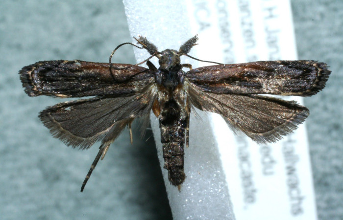 Figura 1. Adulto de <i>Dichomeris</i></i> Janzen08 (Gelechiidae)
vista dorsal. Voucher 12-SRNP-736-DHJ563521.jpg.