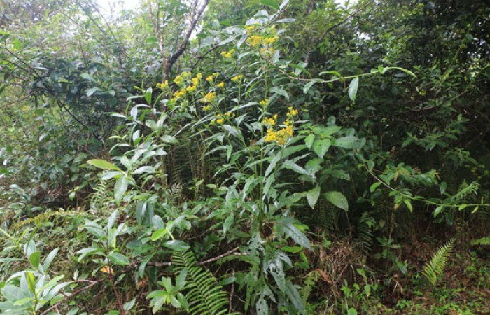 Figura 8. <i>Neurolaena lobata</i></i> (Asteraceae), planta de flores amarillas, hospedera de <i>Dichomeris</i></i> Janzen08 (Gelechiidae), Estación Leiva. Foto. Jorge Hernandez. 1 Abril 2020.
