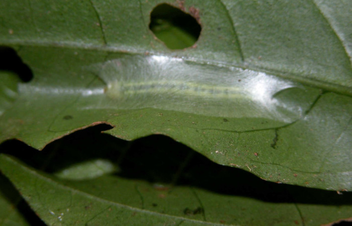 Figura 3. Habitat de <i>Inga</i></i> Janzen61 (Oecophoridae), vista dorsal, localidad Sendero Derrumbe Sector San Cacao ACG (1220m). Voucher: 03-SRNP-3338-DHJ400364.jpg.