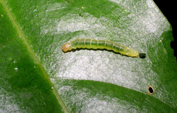 Figura 17. Larva <i>Inga</i></i> biolep146 (Oecophoridae), último estadío (U) vista dorsal, localidad Cabanya Sector Rincón Rain Forest ACG (340m). Voucher: 07-SRNP-40698-DHJ420339.jpg.