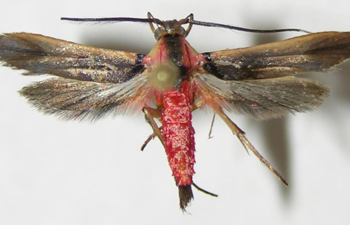 Figura 21. Adulto de <i>Inga</i></i> Janzen222 (Oecophoridae), vista dorsal, localidad Area Administrativa Sector Santa Rosa ACG (295m). Voucher: 09-SRNP-13056-DHJ503330.jpg.