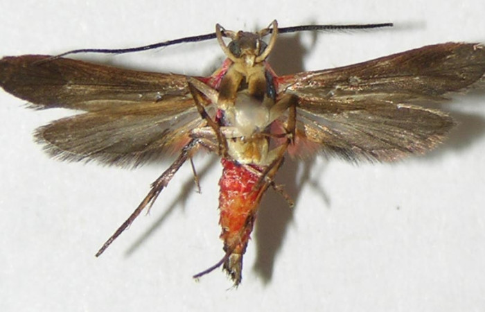 Figura 22. Adulto de <i>Inga</i></i> Janzen222 (Oecophoridae), vista ventral, localidad Area Administrativa Sector Santa Rosa ACG (295m). Voucher: 09-SRNP-13056-DHJ503331.jpg.