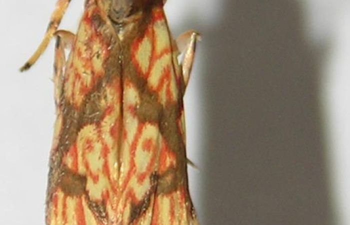 Figura 19. Adulto de <i>Inga</i></i> Janzen232 (Oecophoridae), vista dorsal, localidad Sendero Puertas Sector Del Oro ACG (400m). Voucher: 09-SRNP-22653-DHJ517787.jpg.