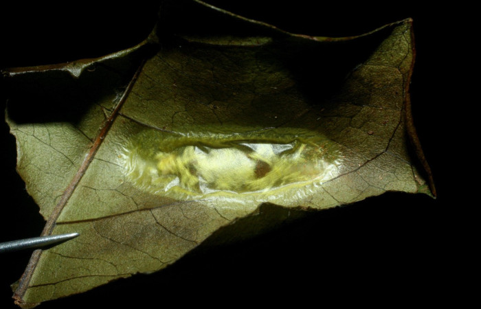 Figura 6. Capullo pupa de <i>Inga</i></i> Janzen61 (Oecophoridae), vista dorsal, localidad Sendero Circular Sector Cacao ACG (1185m). Voucher: 09-SRNP-35366-DHJ455450.jpg.