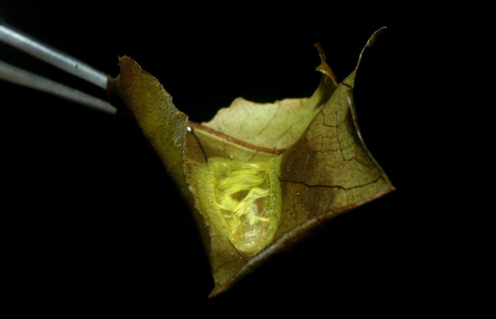 Figura 7. Capullo pupa de <i>Inga</i></i> Janzen61 (Oecophoridae), vista dorsal, localidad Sendero Circular Sector Cacao ACG (1185m). Voucher: 09-SRNP-35366-DHJ455452.jpg.