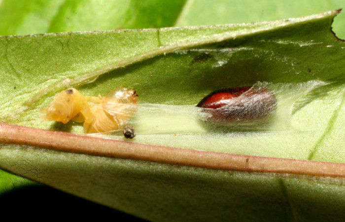 Figura 12. Pupario de parásito <i>Eucelatoria</i></i> Janzen06 (Tachinidae) que ataca <i>Inga</i></i> Janzen61 (Oecophoridae), localidad Leonel, Estación Biológica Quica Sector Pitilla ACG (510m). Voucher: 09-SRNP-70336-DHJ460778.jpg.