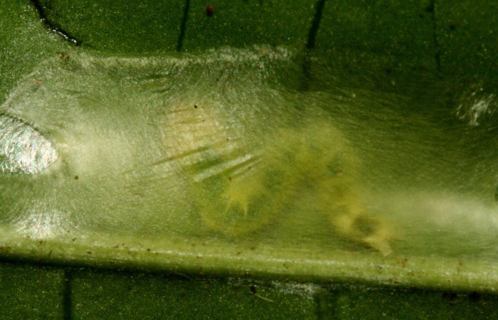 Figura 2. Habitat de <i>Inga</i></i> Janzen61 (Oecophoridae), vista dorsal, localidad Sendero Albergue Crater Sector Rincón Rain Forest ACG (980m). Voucher: 10-SRNP-1598-DHJ468544.jpg.