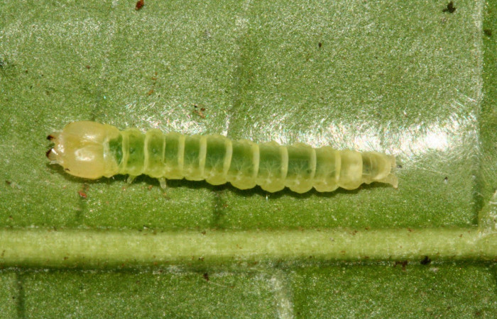 Figura 4. Larva <i>Inga</i></i> Janzen61 (Oecophoridae), último estadío (U) vista dorsal, localidad Sendero Albergue Crater Sector Rincón Rain Forest ACG (980m). Voucher: 10-SRNP-1598-DHJ468545.jpg.
