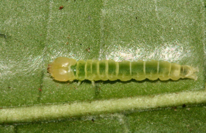Figura 5. Larva <i>Inga</i></i> Janzen61 (Oecophoridae), último estadío (U) vista dorsal, localidad Sendero Albergue Crater Sector Rincón Rain Forest ACG (980m). Voucher: 10-SRNP-1598-DHJ468550.jpg.