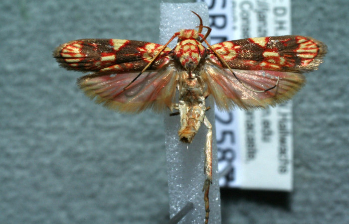 Figura 8. Adulto de <i>Inga</i></i> Janzen61 (Oecophoridae), vista dorsal, localidad Estación Biológica Los Almendros Sector El Hacha ACG (290m). Voucher: 11-SRNP-22587-DHJ554775.jpg.