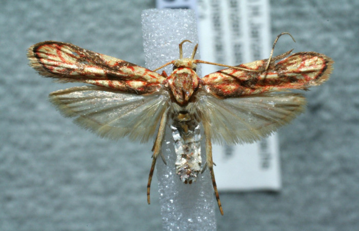 Figura 20. Adulto de <i>Inga</i></i> Janzen232 (Oecophoridae), vista dorsal, localidad Quebrada Las Yeguitas Sector Orosí ACG (560m). Voucher: 11-SRNP-22819-DHJ554848.jpg.