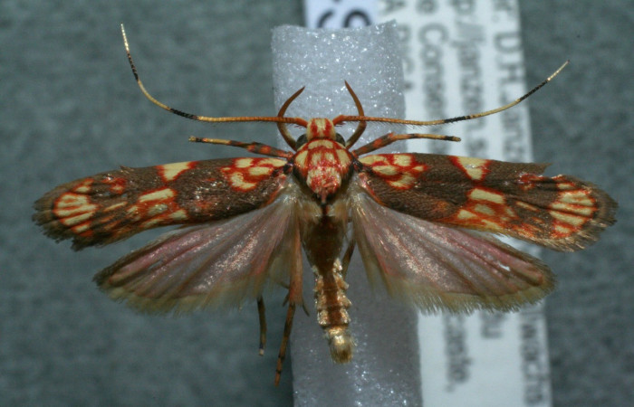 Figura 10. Adulto de <i>Inga</i></i> Janzen61 (Oecophoridae), vista dorsal, localidad Cerro Pedregal Sector Cacao ACG (1080m). Voucher: 11-SRNP-36759-DHJ563732.jpg.