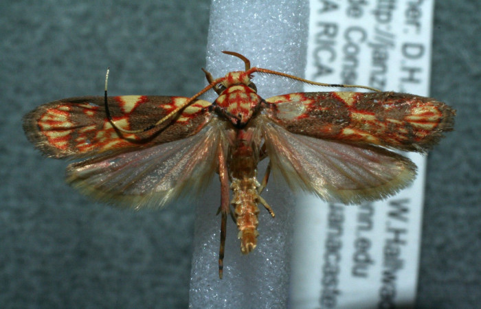 Figura 1. Adulto de <i>Inga</i></i> Janzen61 (Oecophoridae), vista dorsal, localidad Cerro Pedregal Sector Cacao ACG (1080m). Voucher: 11-SRNP-36763-DHJ563731.jpg.