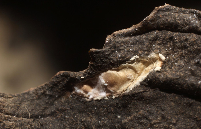 Figura 15. Capullo de parásito bracJanzen01 Janzen01 (Ichneumonidae) que ataca <i>Inga</i></i> Janzen61 (Oecophoridae), localidad Sendero Huerta Sector San Cristóbal ACG (527m). Voucher: 11-SRNP-4682-DHJ800606.jpg.