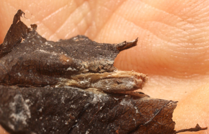 Figura 14. Restos capullo parásito cremJanzen01 Janzen01 (Ichneumonidae) que ataca <i>Inga</i></i> Janzen61 (Oecophoridae), localidad Sendero Huerta Sector San Cristóbal ACG (527m). Voucher: 11-SRNP-4684-DHJ800607.jpg.