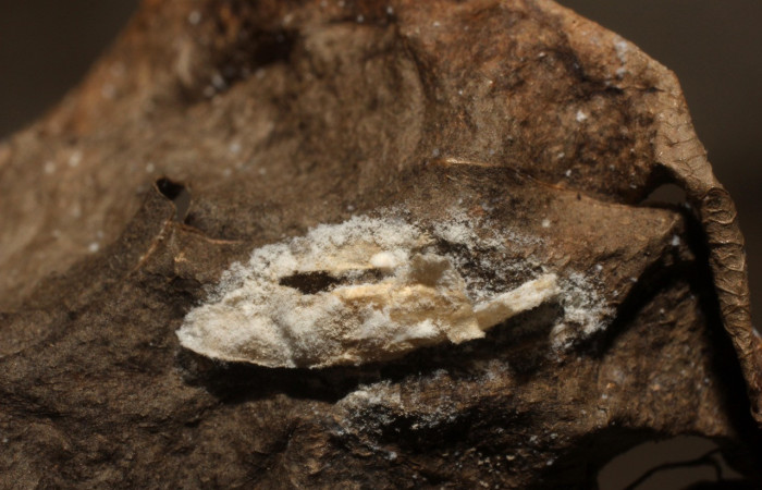 Figura 13. Restos de capullo parásito <i>Orgilus</i></i> Janzen04 (Braconidae) que ataca <i>Inga</i></i> Janzen61 (Oecophoridae) localidad Sendero Huerta Sector San Cristóbal ACG (527m). Voucher: 12-SRNP-1216-DHJ800976.jpg.