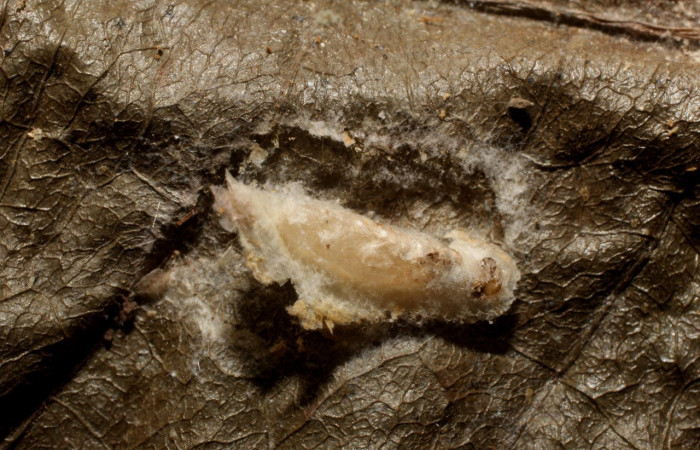 Figura 16. Capullo de parásito <i>Orgilus</i></i> Janzen10 (Braconidae) que ataca <i>Inga</i></i> Janzen61 (Oecophoridae), localidad Sendero Huerta Sector San Cristóbal ACG (527m). Voucher: 12-SRNP-1306-DHJ800988.jpg.