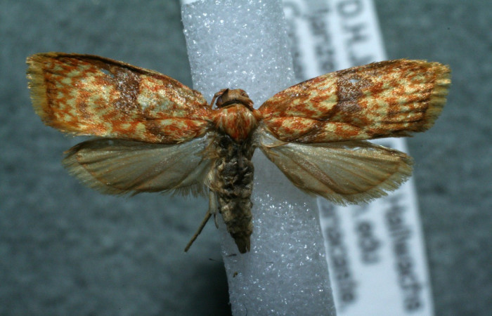 Figura 18. Adulto de <i>Inga</i></i> biolep146 (Oecophoridae), vista dorsal, localidad Camino Porvenir Sector Rincón Rain Forest ACG (383m). Voucher: 12-SRNP-42714-DHJ567715.jpg.