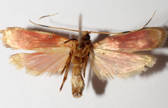 Figura 9. Adulto de <i>Inga</i></i> Janzen61 (Oecophoridae), vista ventral, localidad Sendero Arenales Sector Cacao ACG (1080m). Voucher: 13-SRNP-35357-DHJ593151.jpg.