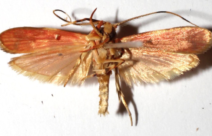 Figura 11. Adulto de <i>Inga</i></i> Janzen61 (Oecophoridae), vista dorsal, localidad Cerro Pedregal Sector Cacao ACG (1080m). Voucher: 16-SRNP-35587-DHJ925865.jpg.