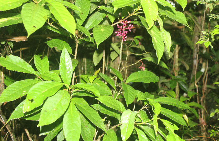 Figura 23. Planta hospedera de <i>Inga</i></i> Janzen61 (Oecophoridae), esta planta se llama <i>Neea psychotrioides</i></i> (Nyctaginaceae), localidad Medrano Estación Biológica Quica, Sector Pitilla ACG (380m), foto: Ricardo Calero 02 Agosto 2023.