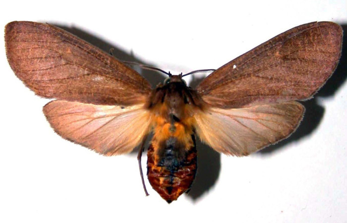Figura 1. Adulto de <i>Elysius discoplaga</i></i> (Erebidae). Parte dorsal. Voucher: 00-SRNP-14176-DHJ38906.
