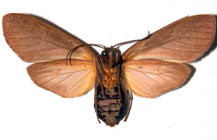 Figura 7. Adulto de <i>Elysius discoplaga</i></i> (Erebidae). Parte ventral. Voucher: 00-SRNP-14176-DHJ38907.