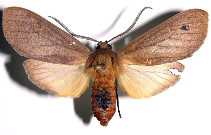 Figura 10. Adulto de <i>Elysius</i></i> discoplagaDHJ01 (Erebidae). Macho. Parte dorsal. Voucher:01-SRNP-4239-DHJ93884.