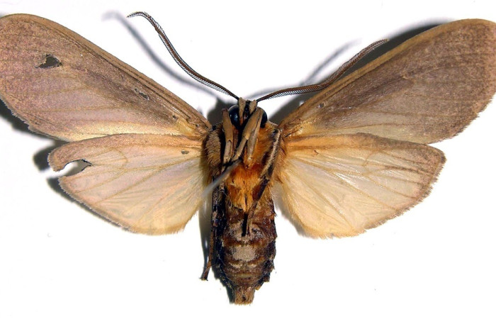 Figura 11. Adulto de <i>Elysius</i></i> discoplagaDHJ01 (Erebidae). Macho. Parte dorsal. Voucher: 01-SRNP-4239-DHJ93885.