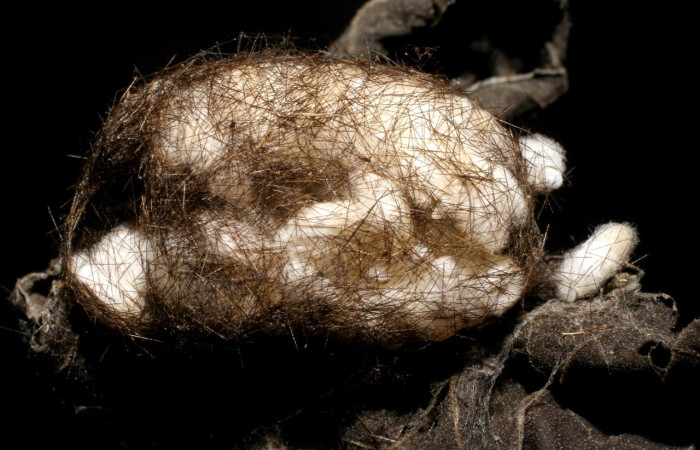 Figura 5. Capullo de parasitos de <i>Elysius discoplaga</i></i> (Erebidae). Voucher: 06-SRNP-31440-DHJ436522.jpg.