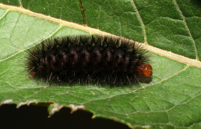 Figura 2. Larva de <i>Elysius discoplaga</i></i> (Erebidae). Parte lateral. Voucher: 07-SRNP-1124-DHJ419513.jpg.
