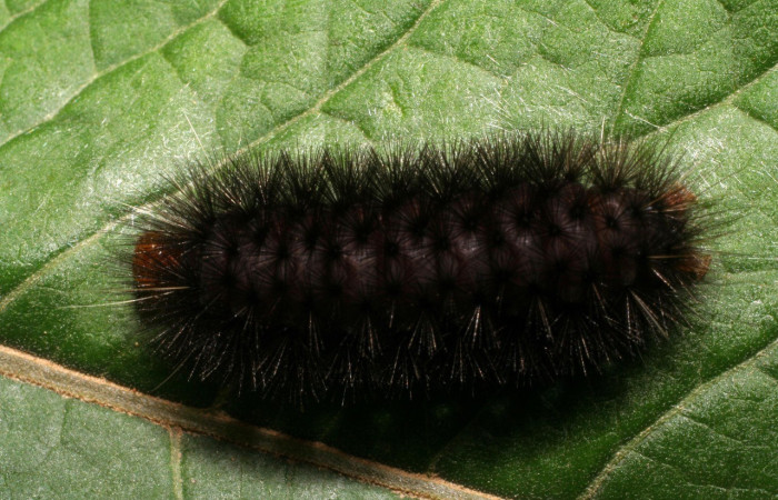 Figura 3. Larva de <i>Elysius discoplaga</i></i> (Erebidae). Parte dorsal. Voucher: 07-SRNP-1124-DHJ419514.jpg.