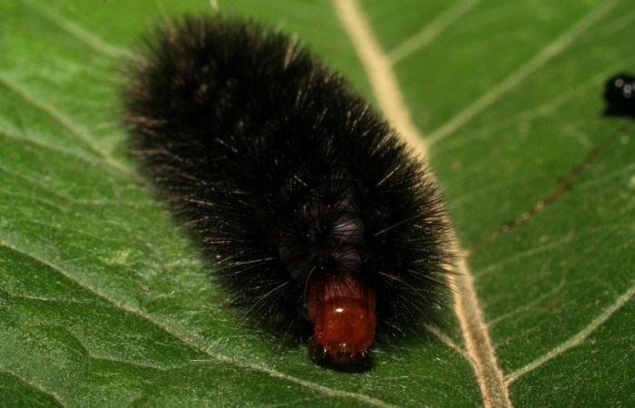 Figura 4. Parte frontal de <i>Elysius discoplaga</i></i> (Erebidae). Voucher: 07-SRNP-1124-DHJ419515.jpg.