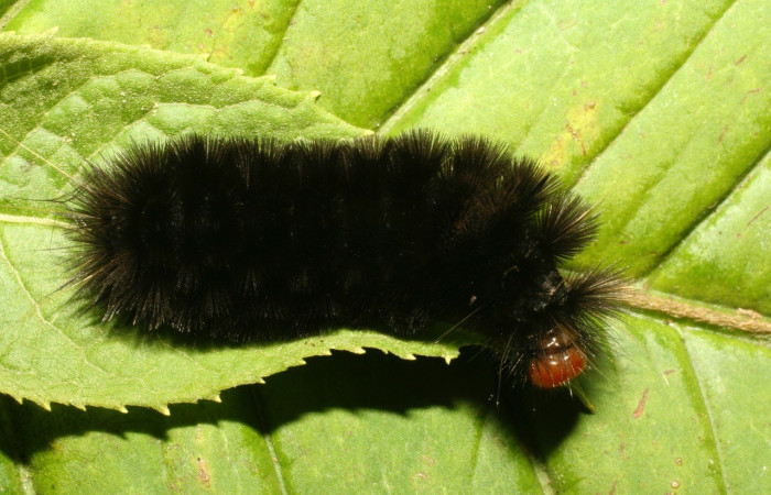 Figura 8. Larva de <i>Elysius</i></i> discoplagaDHJ01 (Erebidae). Parte lateral. Voucher: 09-SRNP-30928-DHJ458348.jpg.
