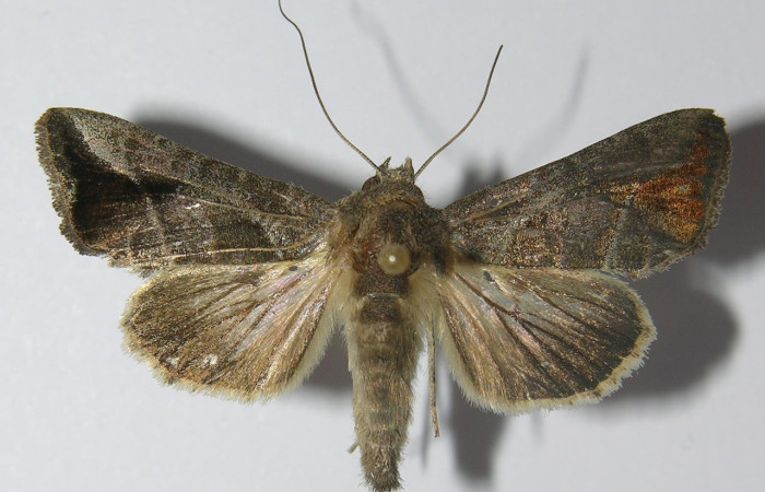 Figura 1. Adulto de <i>Notioplusia illustrata</i></i> (Noctuidae), vista dorsal, localidad Sendero Huerta Sector San Cristóbal ACG (527m). Voucher: 11-SRNP-4527-DHJ557324.jpg.