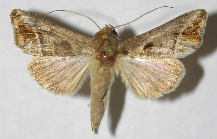 Figura 9. Adulto de <i>Notioplusia illustrata</i></i> (Noctuidae), macho vista dorsal, localidad Malaguenya, Sector Rincon Rain Forest ACG (221m). Voucher: 12-SRNP-68478-DHJ596878.jpg.