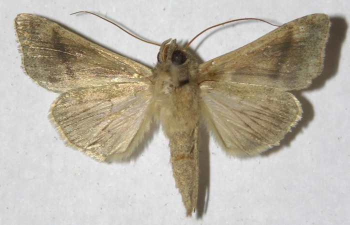 Figura 10. Adulto de <i>Notioplusia illustrata</i></i> (Noctuidae), macho vista ventral, localidad Malaguenya, Sector Rincon Rain Forest ACG (221m). Voucher: 12-SRNP-68478-DHJ596879.jpg.
