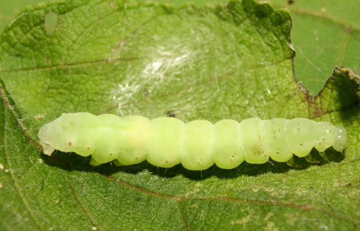 Figura 5. Prepupa de <i>Notioplusia illustrata</i></i> (Noctuidae), vista lateral, localidad Medrano Estación Biológica Quica, Sector Pitilla ACG (380m). Voucher: 14-SRNP-70003-DHJ703670.jpg.