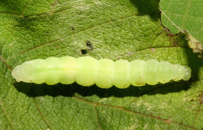 Figura 6. Prepupa de <i>Notioplusia illustrata</i></i> (Noctuidae), vista dorsal, localidad Medrano Estación Biológica Quica, Sector Pitilla ACG (380m). Voucher: 14-SRNP-70003-DHJ703671.jpg.